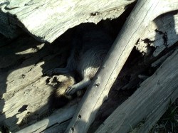 Thumbs/tn_8-2-02 Cypress Swamp Tour 02.jpg